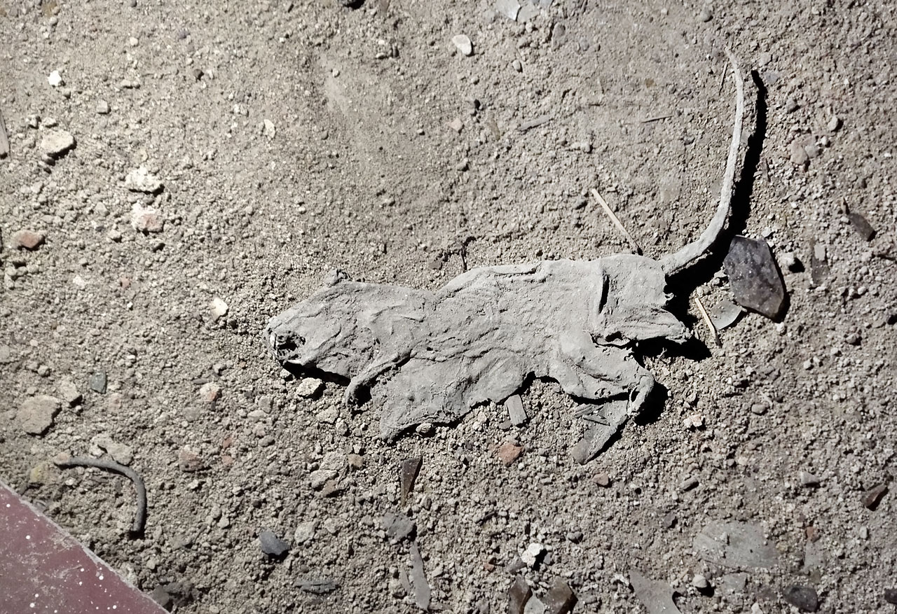 Na rozloučenou nám kyne ocasem zplacatěný sušený potkan. Na rozloučenou nám kyne ocasem zplacatěný sušený potkan.