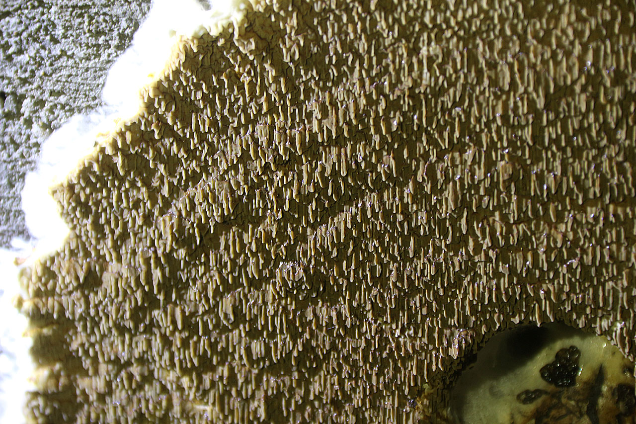 Zejména detailní pohled na kolo houby na stěně nahání až hrůzu. Zejména detailní pohled na kolo houby na stěně nahání až hrůzu.