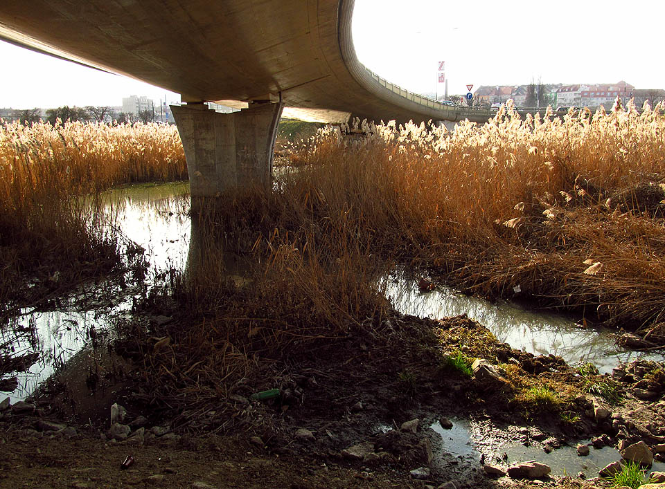 Kdysi přírodní a čistý rybník za městem je vlivem občasně přetékajících splašků environmentální ostudou Brna. Kdysi přírodní a čistý rybník za městem je vlivem občasně přetékajících splašků environmentální ostudou Brna.